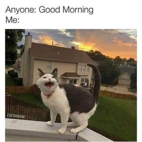 good morning cat angry - Anyone Good Morning Me Caimeow