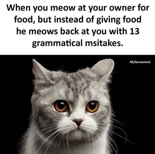 When you meow at your owner for food, but instead of giving food he meows back at you with 13 grammatical msitakes. FbSarcasmlol