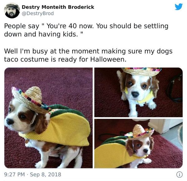 dog - Destry Monteith Broderick People say " You're 40 now. You should be settling down and having kids." Well I'm busy at the moment making sure my dogs taco costume is ready for Halloween. 0