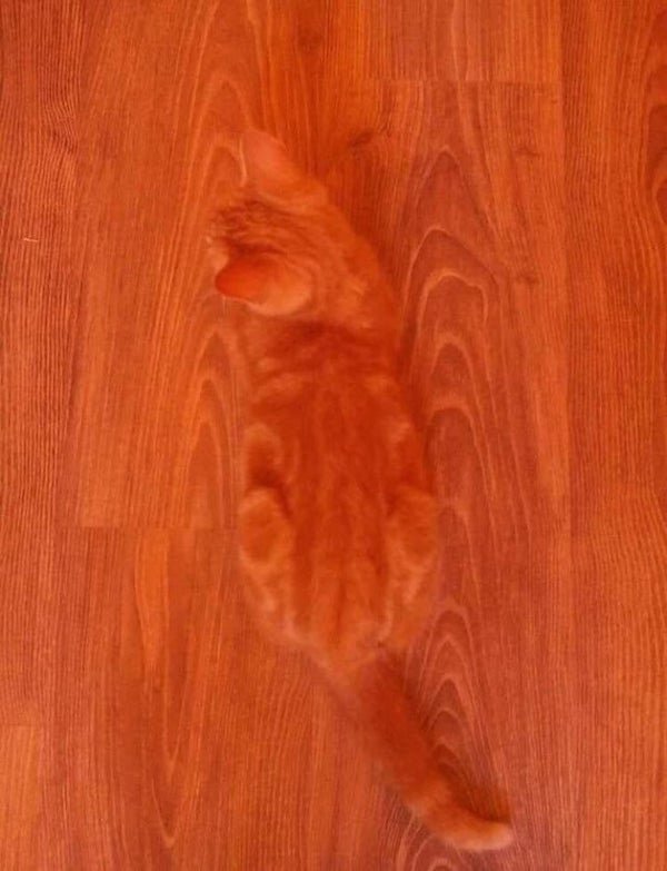 cat blends in with floor