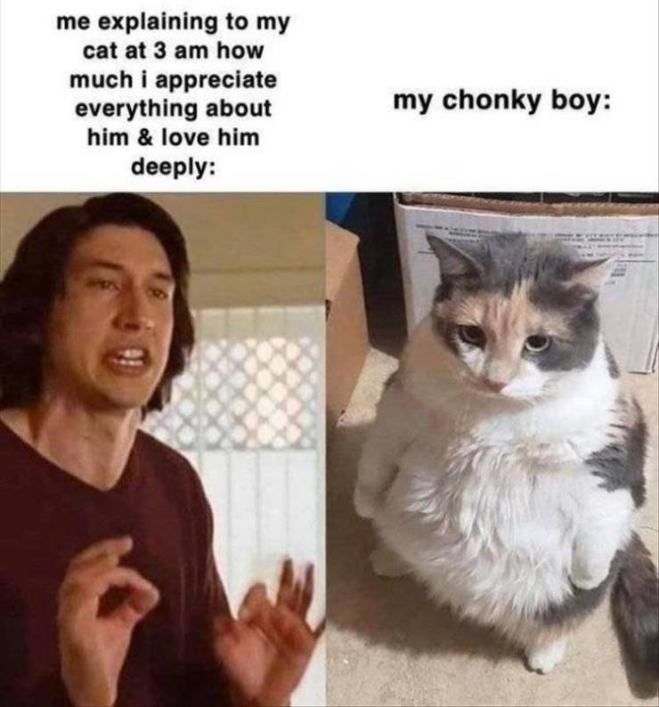 wholesome memes - me explaining to my cat at 3 am how much i appreciate everything about him & love him deeply my chonky boy