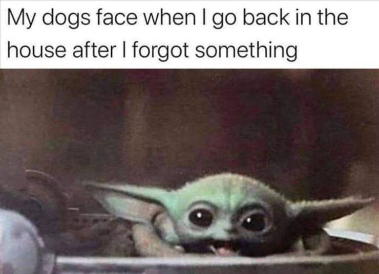 clean baby yoda memes - My dogs face when I go back in the house after I forgot something