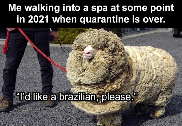 sheep woolly - Me walking into a spa at some point in 2021 when quarantine is over. Td a brazilian, please