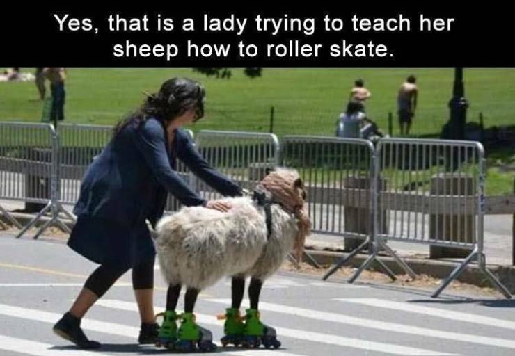 sheep skating - Yes, that is a lady trying to teach her sheep how to roller skate.