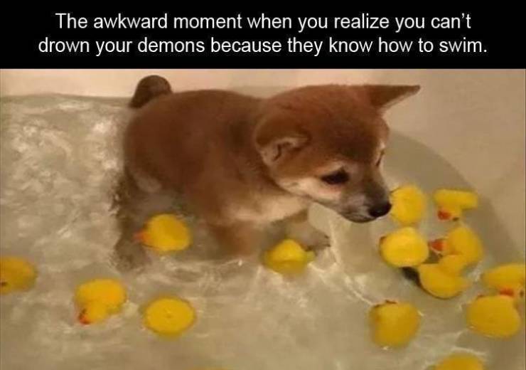 shiba inu and duck - The awkward moment when you realize you can't drown your demons because they know how to swim.