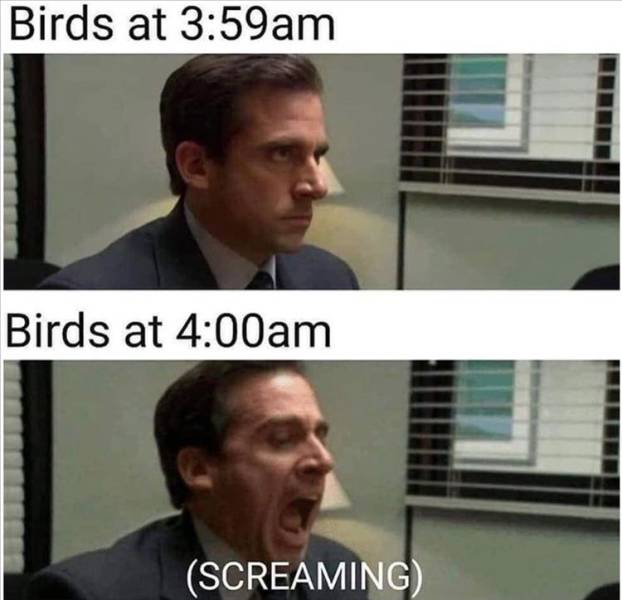 birds at 3 59 meme - Birds at Birds at Screaming