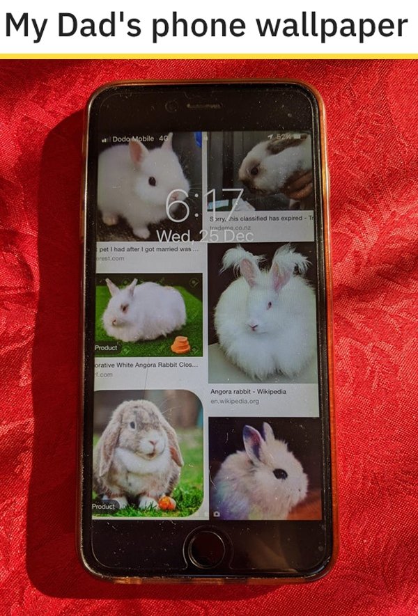 cat - My Dad's phone wallpaper Dodo Mobile 4G Sury, his classified has expired. T endome.co.nz Wed, 25 Dec pet I had after I got married was.... prest.com Product orative White Angora Rabbit Clos... 1.com Angora rabbit Wikipedia en.wikipedia.org Product