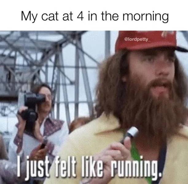 beard - My cat at 4 in the morning . I just felt running.