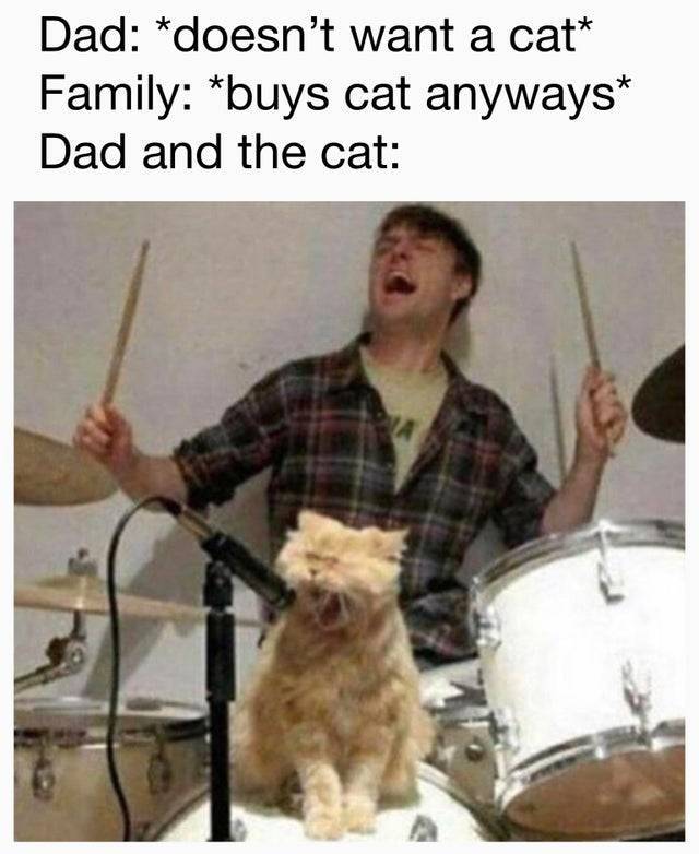 cat drums - Dad doesn't want a cat Family buys cat anyways Dad and the cat