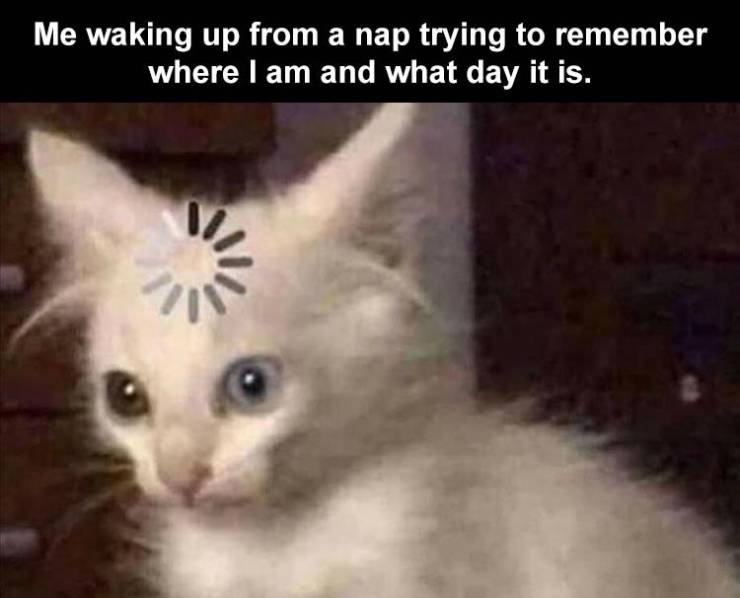 ميمز cat - Me waking up from a nap trying to remember where I am and what day it is. 1.