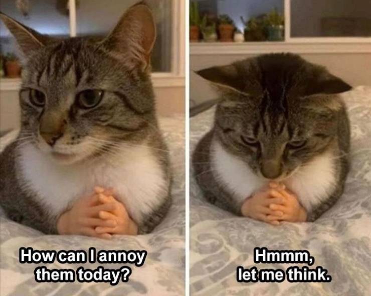 cat hands - How can I annoy them today? Hmmm, let me think.