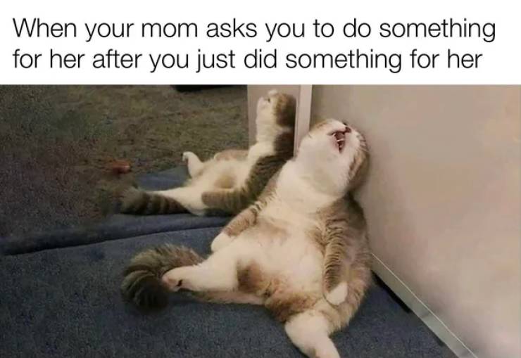 funny cats - When your mom asks you to do something for her after you just did something for her