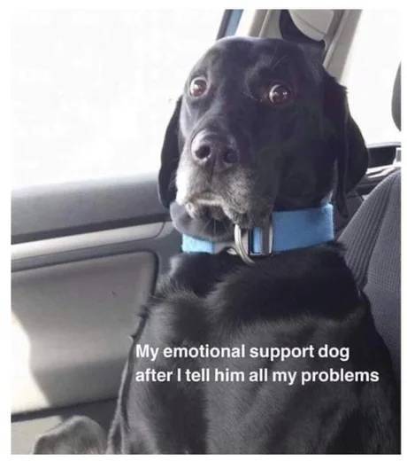 emotional support dog meme - My emotional support dog after I tell him all my problems