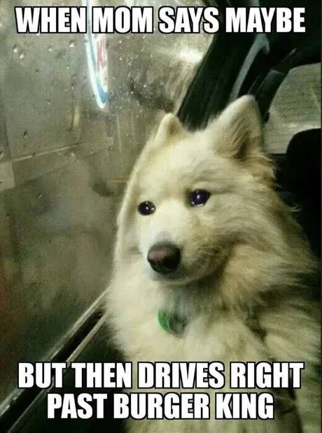 right on animal meme funny - When Mom Says Maybe But Then Drives Right Past Burger King
