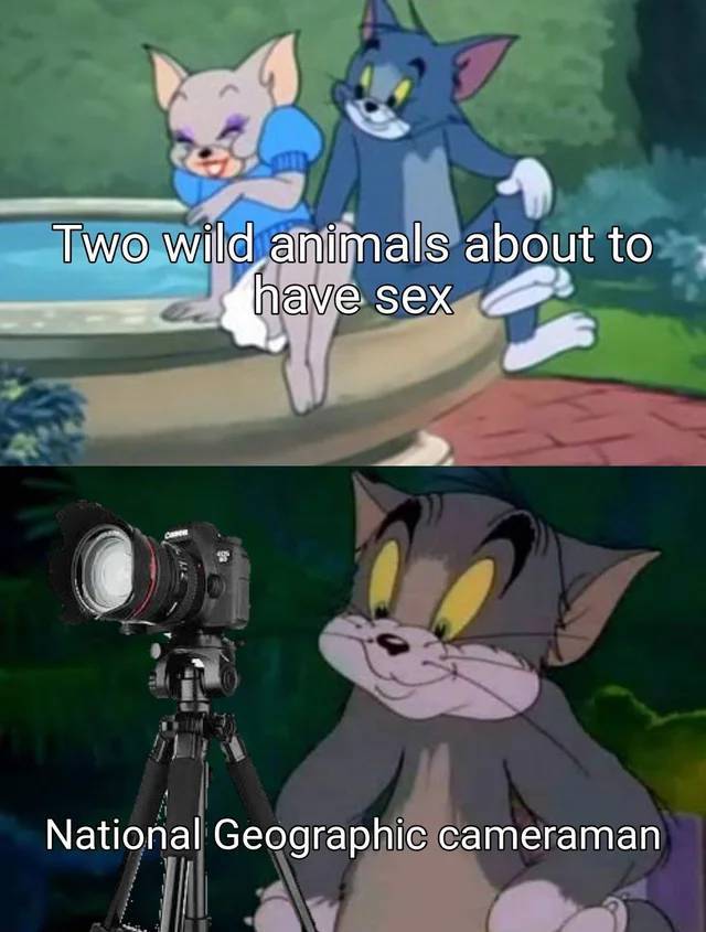 cameraman meme - Two wild animals about to have sex National Geographic cameraman