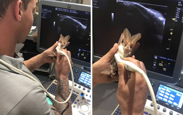 “Ghost bats are such a wonderful animal and so unknown even to animal lovers. Another passion project of mine has been ultrasounding the females to track pregnancy which aside from being so interesting really helps us better plan for the births.”