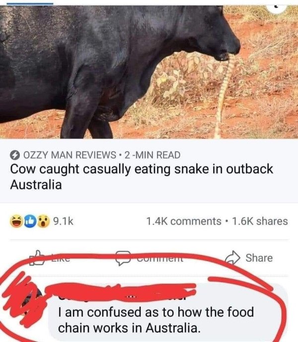 funny memes - Cow caught casually eating snake in outback Australia - I am confused as to how the food chain works in Australia.