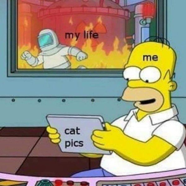 funny memes - among us memes - my life me cat pics