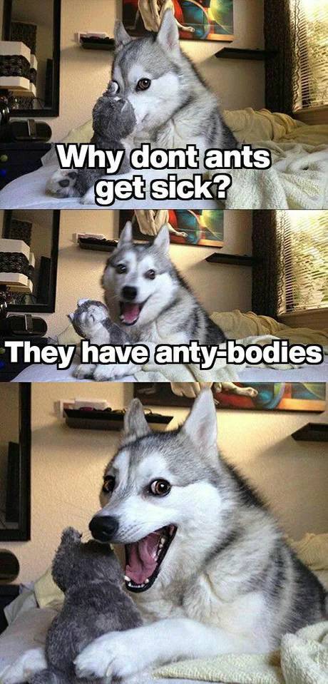 husky meme jokes - Why dont ants get sick? They have anty bodies