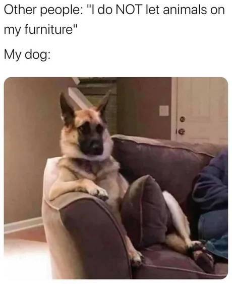 funny dog and human memes - Other people "I do Not let animals on my furniture" My dog