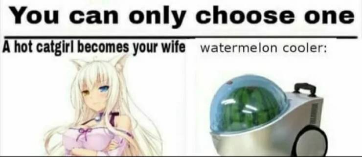 cat girl or watermelon cooler - You can only choose one A hot catgirl becomes your wife watermelon cooler