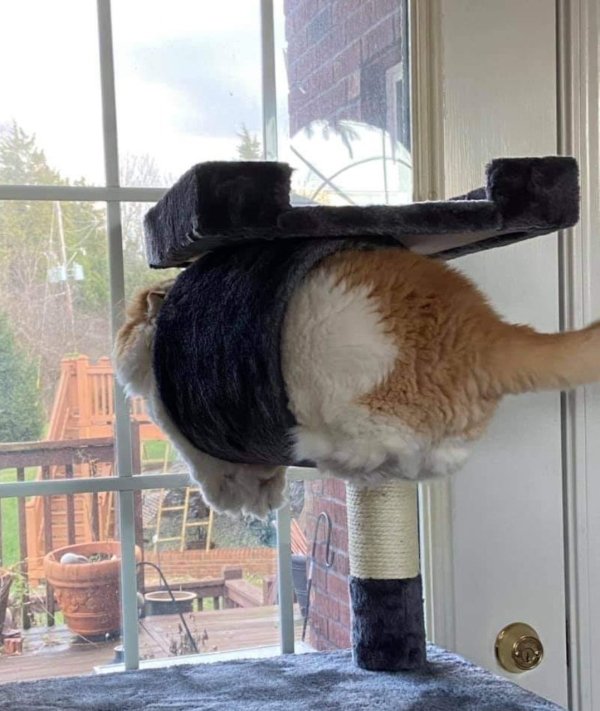 32 Purrfect Caturday Pictures