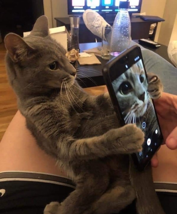 32 Purrfect Caturday Pictures