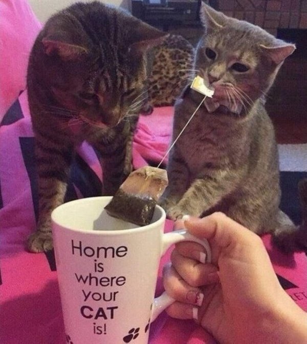 32 Purrfect Caturday Pictures