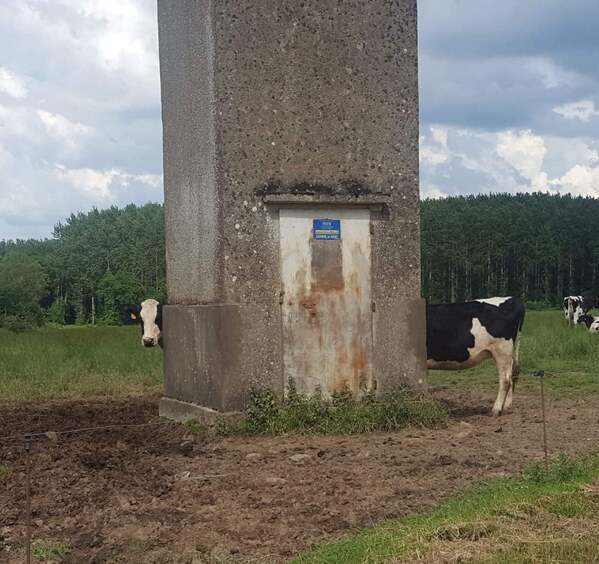 funny optical illusions - long cow