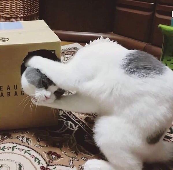 funny optical illusions - cat magic trick