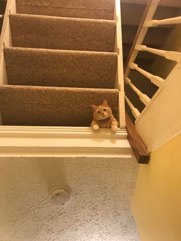 funny optical illusions - cat on stairs