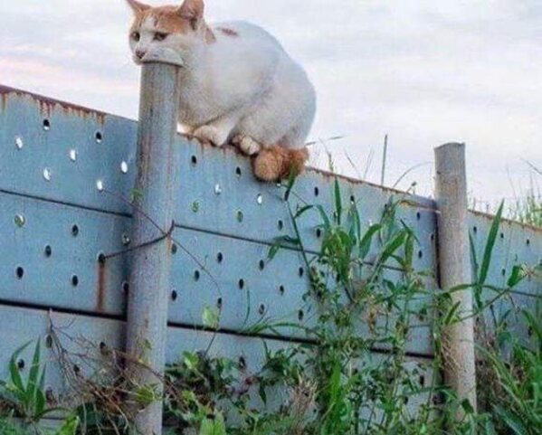 funny optical illusions - cat eats pole