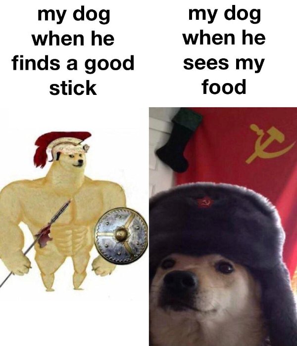 doge vs cheems meme - my dog when he finds a good stick my dog when he sees my food x
