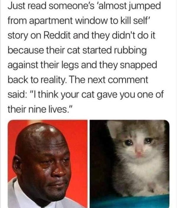 we don t deserve cats - Just read someone's 'almost jumped from apartment window to kill self' story on Reddit and they didn't do it because their cat started rubbing against their legs and they snapped back to reality. The next comment said "I think your