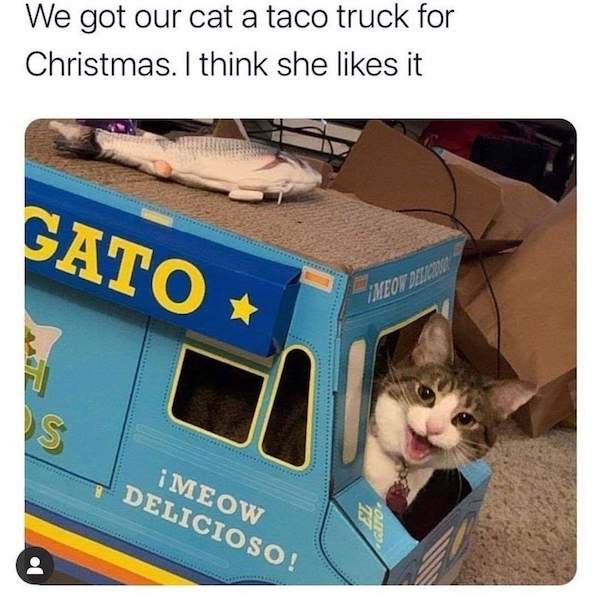 Cat - We got our cat a taco truck for Christmas. I think she it Gato Meow Depan S Meow Delicioso! Care