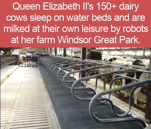 Queen Elizabeth Ii's 150 dairy Cows sleep on water beds and are milked at their own leisure by robots at her farm Windsor Great Park.