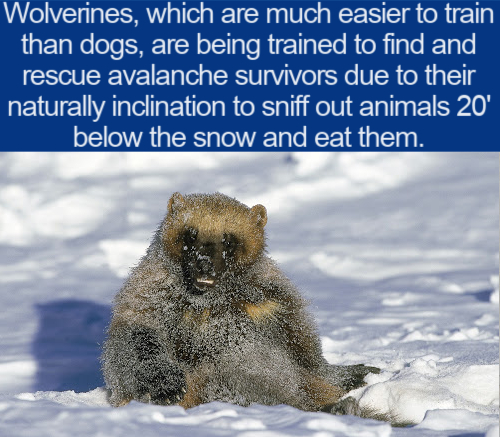 fauna - Wolverines, which are much easier to train than dogs, are being trained to find and rescue avalanche survivors due to their naturally inclination to sniff out animals 20' below the snow and eat them.