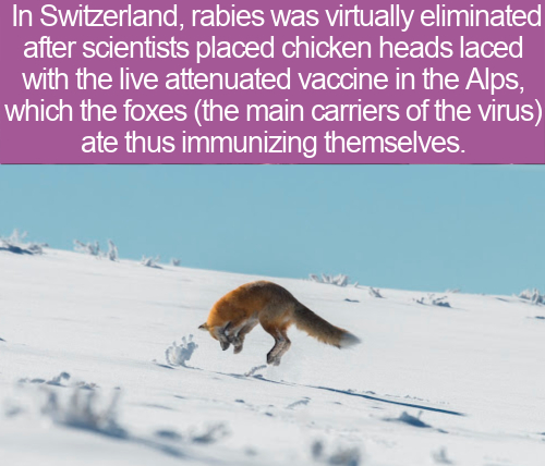 Yellowstone National Park - In Switzerland, rabies was virtually eliminated after scientists placed chicken heads laced with the live attenuated vaccine in the Alps, which the foxes the main carriers of the virus ate thus immunizing themselves.