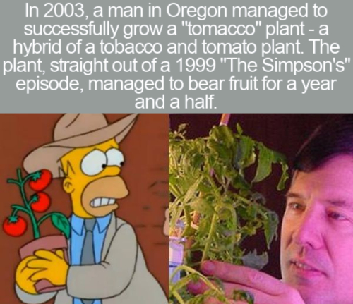In 2003, a man in Oregon managed to successfully grow a "tomacco" plant a hybrid of a tobacco and tomato plant. The plant, straight out of a 1999 "The Simpson's" episode, managed to bear fruit for a year and a half.