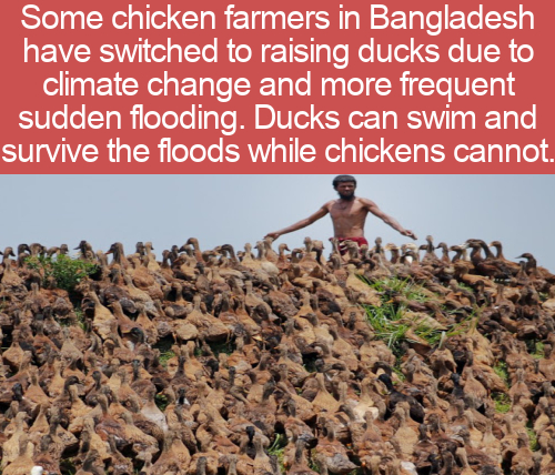 soil - Some chicken farmers in Bangladesh have switched to raising ducks due to climate change and more frequent sudden flooding. Ducks can swim and survive the floods while chickens cannot