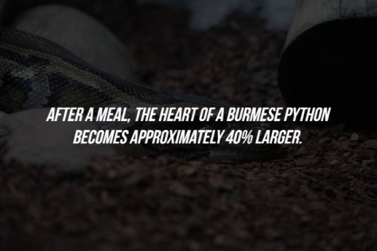 soil - After A Meal, The Heart Of A Burmese Python Becomes Approximately 40% Larger.