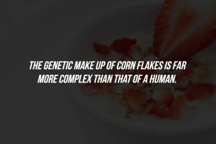close up - The Genetic Make Up Of Corn Flakes Is Far More Complex Than That Of A Human.