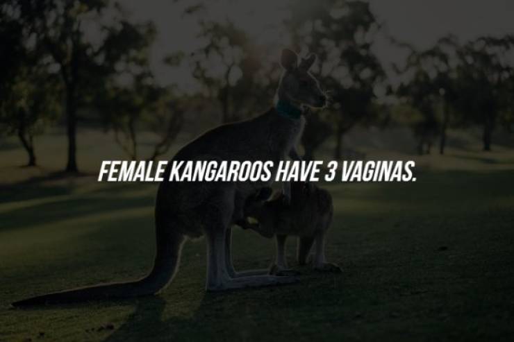 kangaroo - Female Kangaroos Have 3 Vaginas.