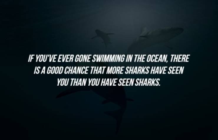 nature - If You'Ve Ever Gone Swimming In The Ocean, There Is A Good Chance That More Sharks Have Seen You Than You Have Seen Sharks.
