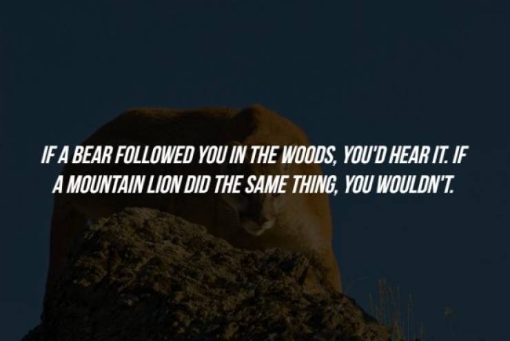 sky - If A Bear ed You In The Woods, You'D Hear It. If A Mountain Lion Did The Same Thing, You Wouldn'T.