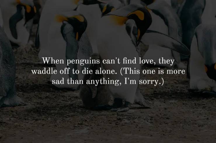 creepy facts - S. When penguins can't find love, they waddle off to die alone. This one is more sad than anything, I'm sorry.