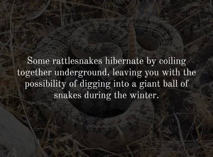 creepy facts - Some rattlesnakes hibernate by coiling together underground, leaving you with the possibility of digging into a giant ball of snakes during the winter.
