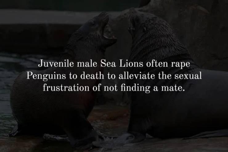 elephants and mammoths - Juvenile male Sea Lions often rape Penguins to death to alleviate the sexual frustration of not finding a mate.
