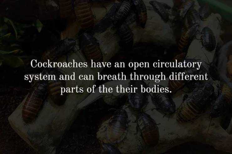 invertebrate - Cockroaches have an open circulatory system and can breath through different parts of the their bodies.