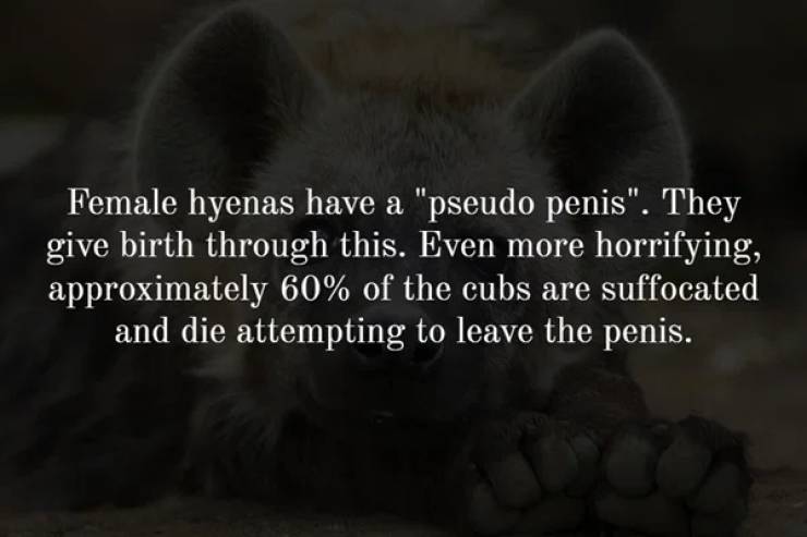 fauna - Female hyenas have a "pseudo penis". They give birth through this. Even more horrifying, approximately 60% of the cubs are suffocated and die attempting to leave the penis.